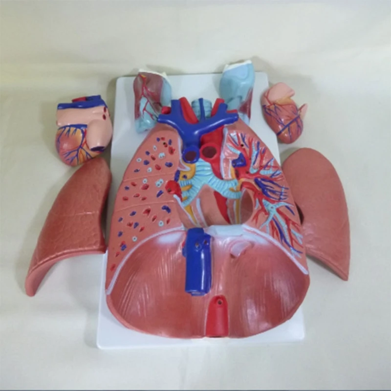 Модель дыхательной системы Модель сердца Модель легочного отделения Медицинская модель Модель сердечно-легочной анатомии гортани человека