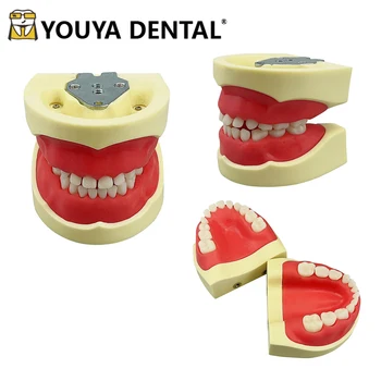 Стоматологическая Детская Обучающая Модель Зубов Typodont Gum Модель Зуба Десны Для Студентов-Техников-Стоматологов, Практикующих Изучение Стоматологических Инструментов
