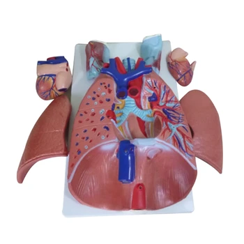 Модель дыхательной системы Модель сердца Модель легочного отделения Медицинская модель Модель сердечно-легочной анатомии гортани человека